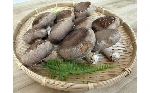 肉厚ぷりぷり！食べ応え抜群！不揃いで様々な用途に！「キレイな」しいたけ1kg！