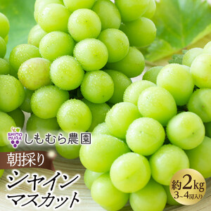 ぶどう 朝採り シャインマスカット 約2kg 3～4房入 種無しぶどう