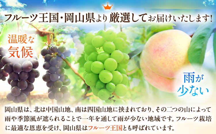 【先行予約】 岡山白桃 & ニューピオーネセット【配送不可地域あり】白桃 ロイヤル220g以上 ニューピオーネ 1房 （380g以上）《7月上旬-8月末頃に出荷予定(土日祝除く)》 岡山県 矢掛町 桃