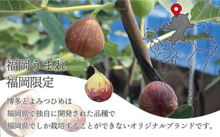 福岡県ブランドいちじく「博多とよみつひめ」300g×4パック [M775-1] 福岡県限定 果肉 上品 甘い なめらか食感 糖度17度 フルーツ 果物