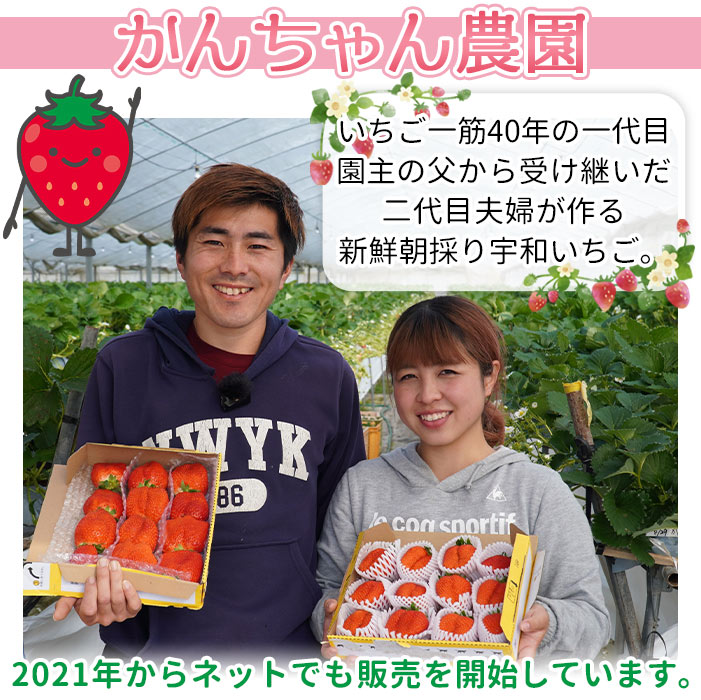 【農家厳選】かんちゃん農園　２品種食べ比べ３箱（約２kg）　中〜大粒　新鮮朝採り　宇和いちご
