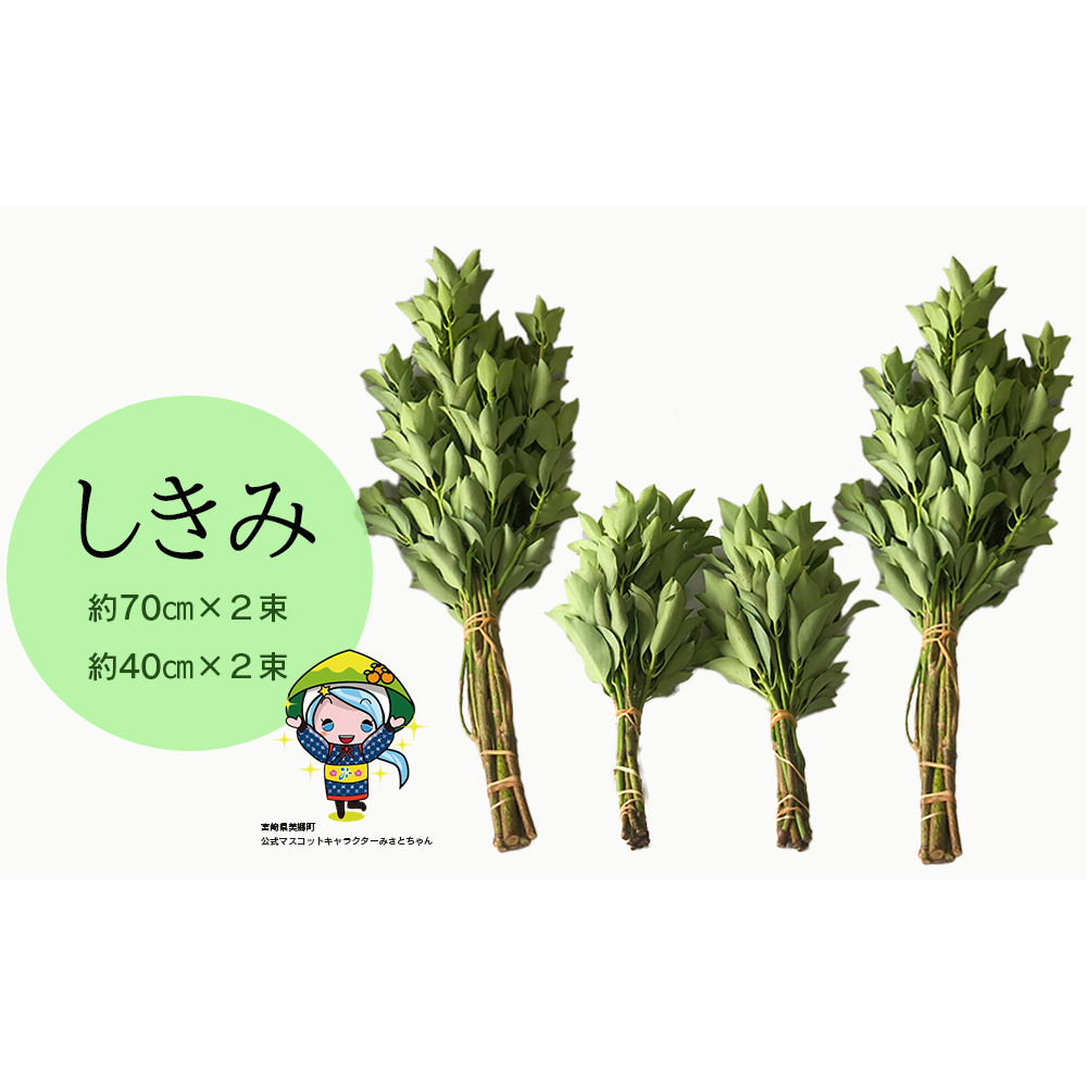 しきみ しきび 4束 セット 70cm 40cm 各2束 [中村しきみ園 宮崎県 美郷町 31ay0003] 樒 シキミ 彼岸 お墓 おしきみ お彼岸 墓参り 宮崎県産 産 冷蔵便