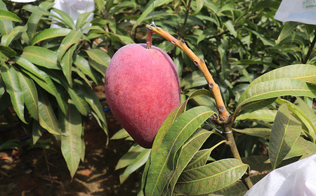 【2025年発送】農家直送！田里さんの久米島産完熟マンゴー A品 約2kg マンゴー フルーツ 果物 デザート 完熟 A品 甘い ジューシー スムージー アイス プリン ヨーグルト ケーキ 贈り物 贈