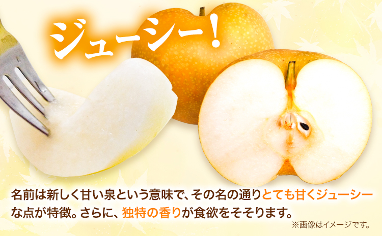 訳あり 新甘泉 約5kg《2026年8月下旬-9月下旬頃出荷》新甘泉 梨 訳あり ご家庭用 鳥取県 八頭町 なし 果物 フルーツ 特産品 送料無料 果汁 デザート 八頭