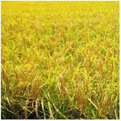 ふるさと納税 四万十町 新米7年産樽井商店の仁井田米　[幻の香る米]　精米　3kg |  | 01