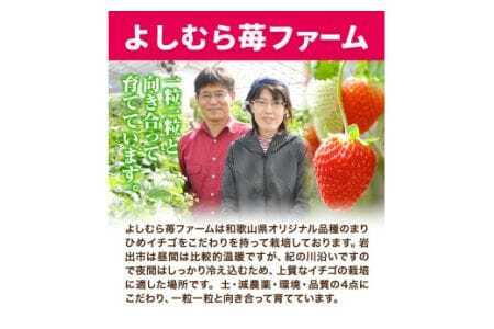 いちご 完熟いちご大粒まりひめ 約700g(約350g×２パック) よしむら苺ファーム 《1月中旬-4月中旬頃出荷》 和歌山県 岩出市 いちご 