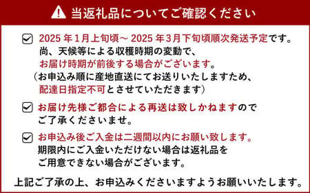 【3月発送】化粧箱入り 宇城市産 あまおとめ 約600g（約300g×2パック）【NAGATA FARM】合計600g 果物 くだもの フルーツ 果実 苺 いちご イチゴ