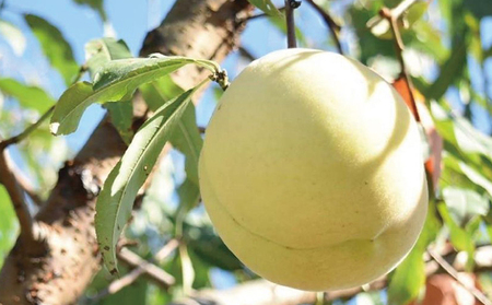 桃 先行予約 7月の旬な 白桃 をお届け 約1.5kg 5～7玉 もも モモ 桃