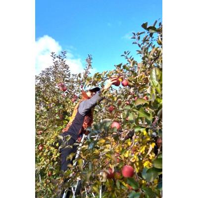 ふるさと納税 喜多方市 WINERY JUN【喜多方シードル2024】750ml×1本 |  | 02