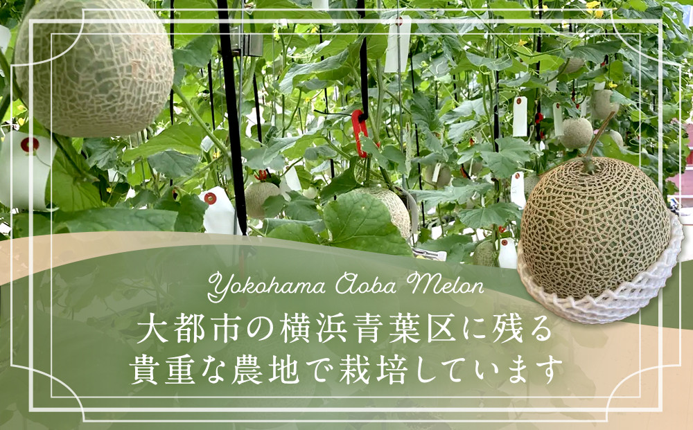 糖度１５度以上！横浜青葉メロン１玉（赤肉または青肉）