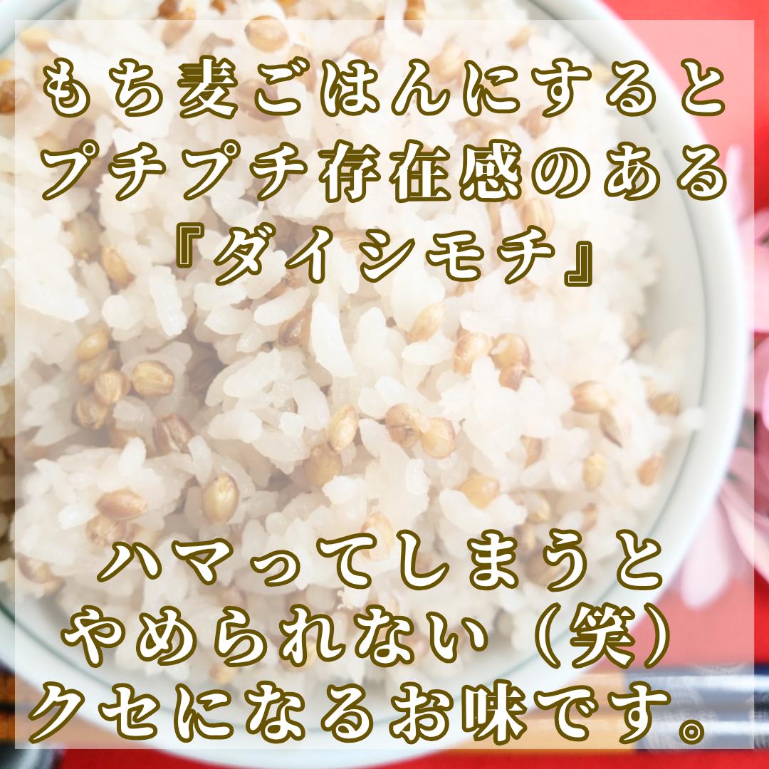 CIB41_【１０回定期便】ダイシモチ２ｋｇ もち麦 キラリ もち麦ごはん