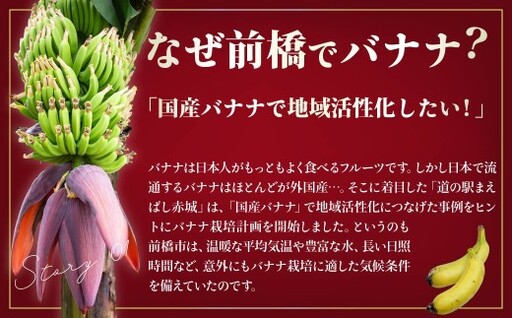 バナナ 桐箱入り 国産高級バナナ 贈答用５本入り