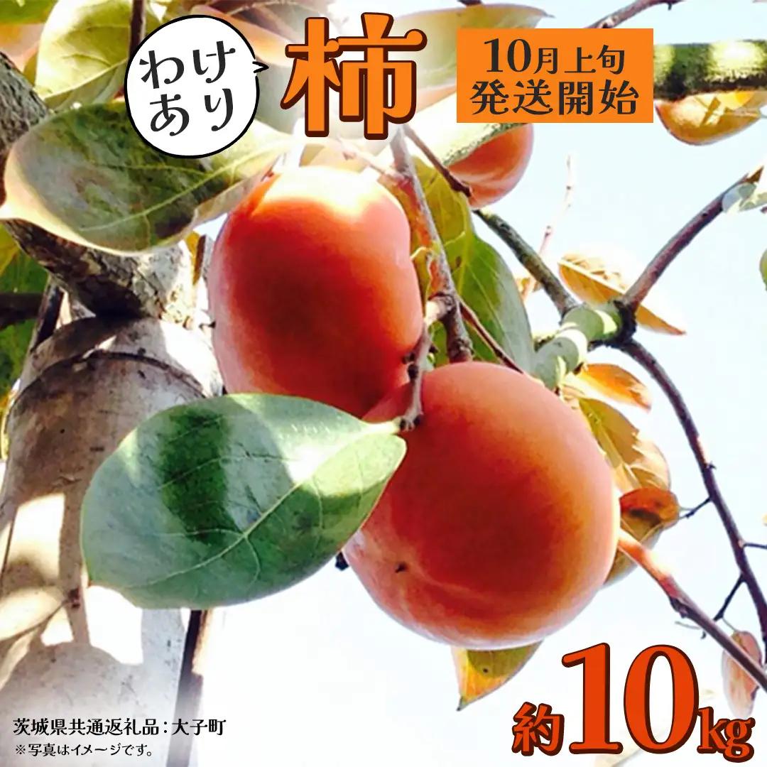 【 訳あり 】 柿 約10kg【2026年10月上旬発送開始】(茨城県共通返礼品：大子町) 柿 かき カキ 果物 フルーツ 旬 季節限定 期間限定