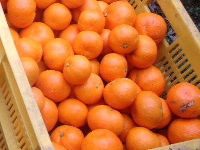 訳あり 有田みかん 約10kg 【ご家庭用】 和歌山県 温州みかん 先行予約【2024年11月中旬より発送予定（お届け日指定不可）】【nuk138A】