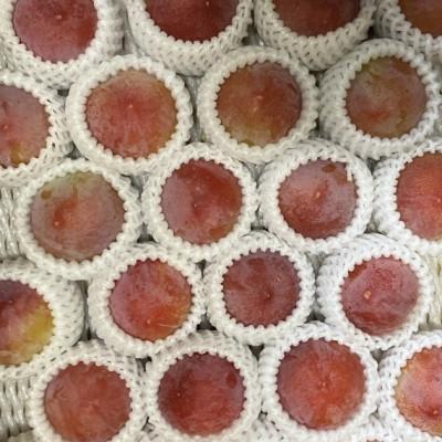 ふるさと納税 南アルプス市 【2026-06-30〜発送開始】すもも「希少品種」サマーエンジェル「夏の天使」大玉約2.2kg |  | 03