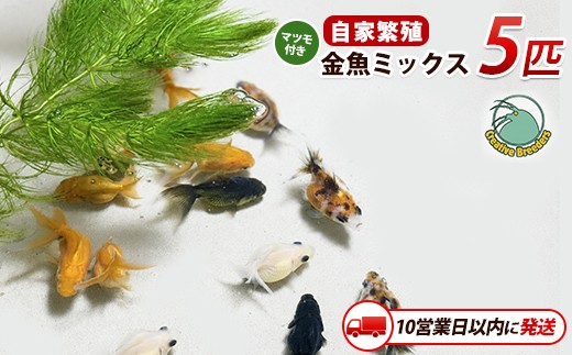 【10営業日以内に発送】金魚ミックス5匹＋マツモ付き (アクアファームはくと/IB167-005) 金魚 生体 国産 飼育 ペット 生き物 魚 初心者 観賞魚 水槽 アクアリウム 癒し