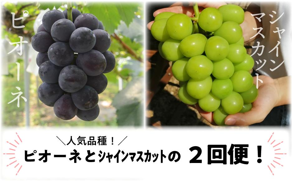 
            【定期便】【きよとうファーム】ピオーネとシャインマスカットのずっしり特大2房が届く 2回便！ (定期便)(岡山県産) KF-T040-02 / ぶどう ブドウ シャインマスカット ピオーネ 果物 フルーツ 岡山 真庭市 きよとう果樹園
          
