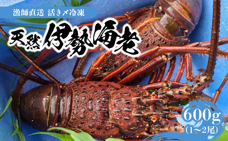 ■【漁師直送】活き〆冷凍 天然伊勢海老 600g （1～2尾）　W005-010u
