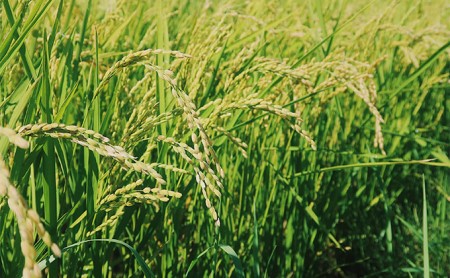 【令和5年度新米】北海道 富良野産 おぼろづき 減農薬 10kg 新米 米 (山本農園) お米 ご飯 ごはん 白米 定期 送料無料 北海道 富良野市 道産 直送 ふらの