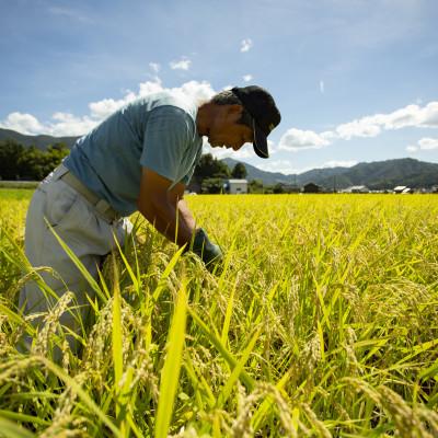 ふるさと納税 与謝野町 【先行受付】令和8年新米コシヒカリ　京都府産「京の豆っこ米」 精米20kg　数量限定 |  | 02