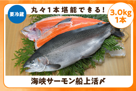 【期間限定発送】海峡サーモン船上活〆3.0kg 1本（冷蔵）