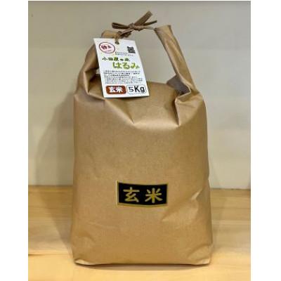 ふるさと納税 小田原市 令和7年産 小田原の米「はるみ」玄米 5kg