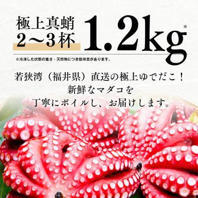 ふるさと納税 若狭町 【毎月定期便】茹でまだこ 福井県産 1.2Kg (2〜3杯)全2回 |  | 01
