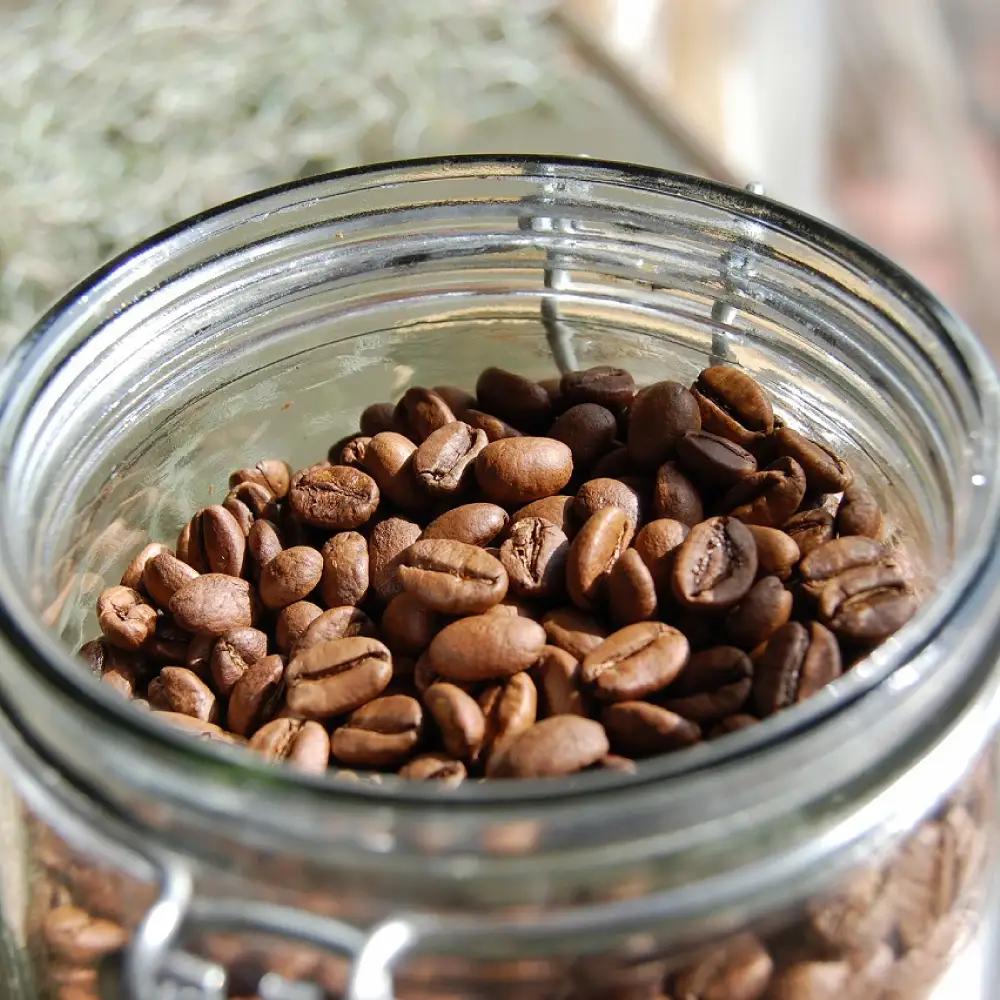 【お中元対象】アイスコーヒー ゲイシャ種 3本 セット 糸島市 / Petani coffee [ALC009]