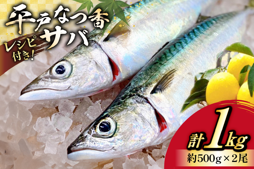 鯖 刺身 平戸なつ香 サバ 約500g 2尾 [（株）坂野水産 長崎県 平戸市 hr42bgy420201] さば 魚介 さかな 刺身用 さしみ 冷蔵 おかず フルーツ魚  夏香 なつ香 鮮魚 海鮮 鍋 海鮮丼 しめさば おかず 簡単調理 下処理済