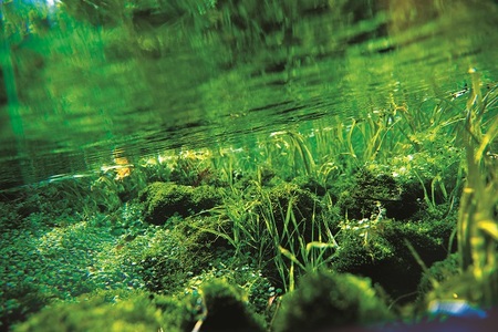 天然水 【定期便12回】細野の天然水1,020ml×12本×12回 天然水