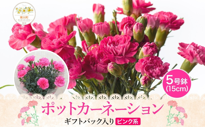 
            鈴木園芸 ポットカーネーション ピンク系 5号鉢 フラワー ギフト 植物 ガーデニング 室内 園芸 花 はな flower 母の日 プレゼント 入学式 お祝い 贈り物 サプライズ 贈り物 卒業式 誕生日 インテリア 趣味 園芸 お花 送料無料 神奈川県 寒川町
          