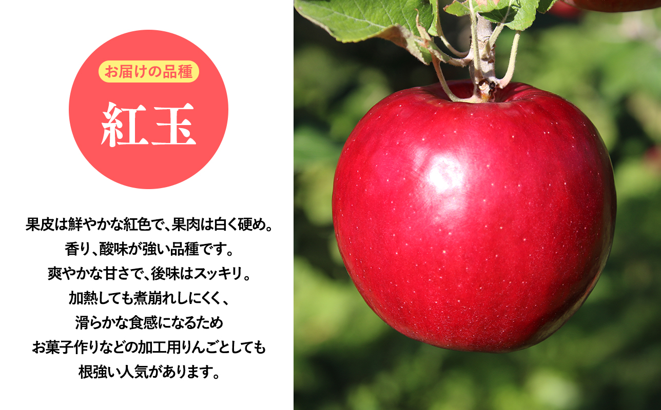 2026年産１０月発送　贈答用紅玉3kg【青森県 平川市 そと川りんご園】
