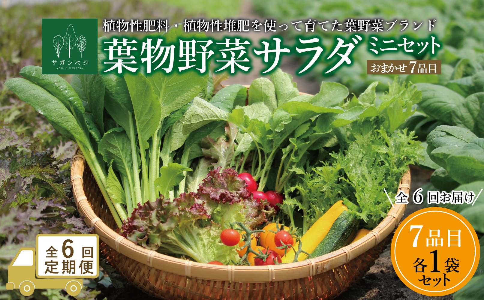 
            【定期便セット】オーガニックサラダミニセット全6回【植物性肥料と植物性追肥を使って育てた葉野菜ブランド】葉野菜７品目×1パック
          