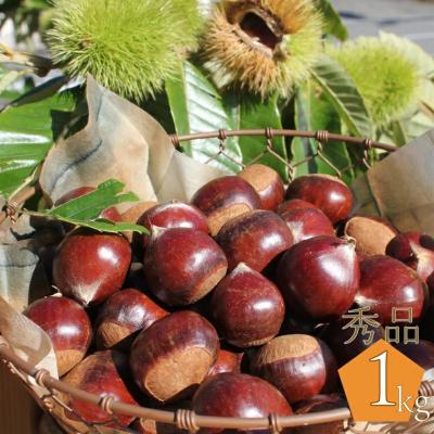 ふるさと納税 佐川町 夢甘栗 秀品 高級生栗 約1kg<2026年10月中旬以降発送予定>