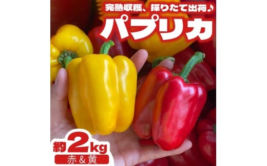 パプリカ 2kg 和 パプリカ 国産 牧之原産 和ぷりか 赤 ＆ 黄色 セット サラダ 野菜 新鮮 やさい 産地直送 丸新柴本製茶 静岡県 牧之原市