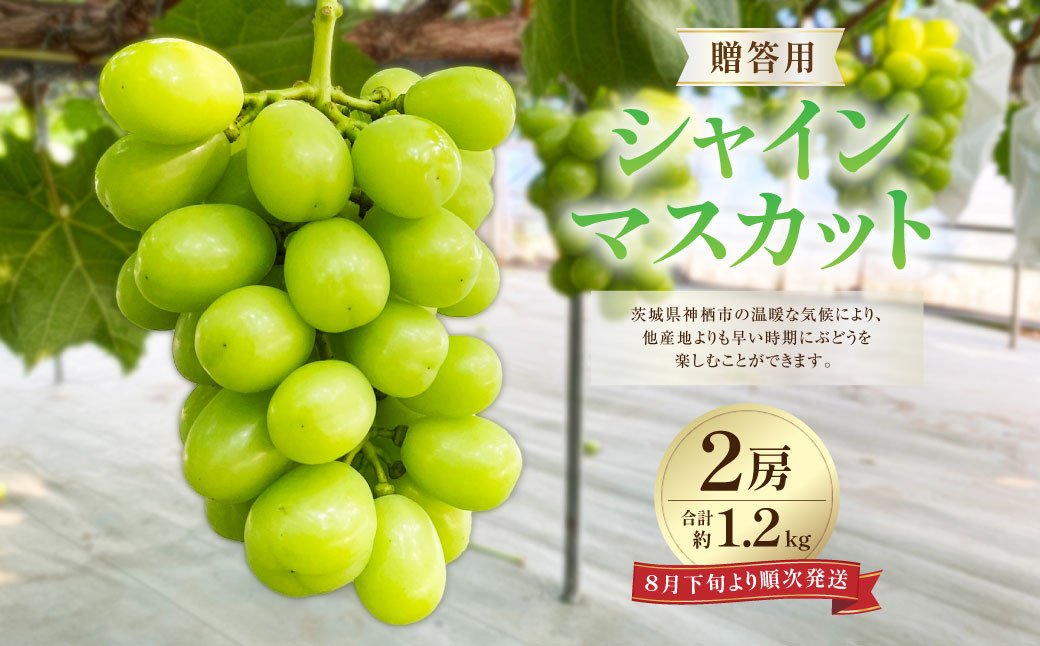 
                  贈答用 シャインマスカット 2房 合計約1.2kg ぶどう 葡萄 フルーツ 果物 くだもの 【2026年8月下旬～2026年9月上旬まで順次発送予定】
                