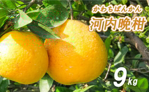 【2026年4月中旬より発送】 低農薬栽培 河内晩柑 9kg