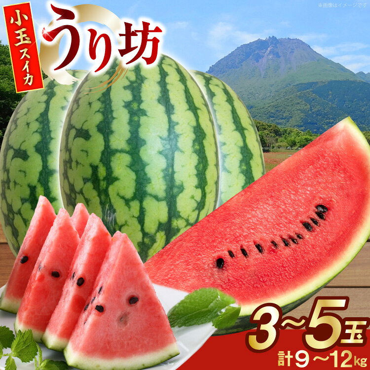 【ふるさと納税】 BJ645 【令和9年度出荷分】 島原スイカ倶楽部 小玉スイカ うり坊 3～5玉 計9～12kg [ 先行予約 数量限定 小玉 うり坊 スイカ 西瓜 フルーツ 果物 長崎 長崎県 島原市 ]