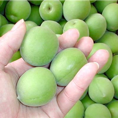 ふるさと納税 上富田町 厳選南高梅 フレッシュ青梅(生梅)【緑】5kg 特大サイズ 朝取り手選別 南高梅 梅酒用 うめ |  | 03