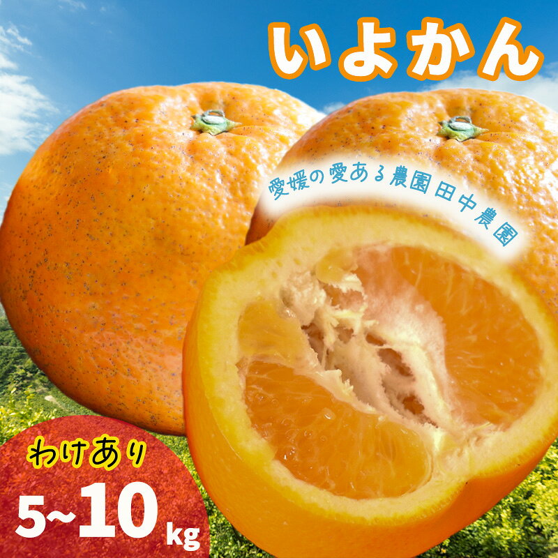 【ふるさと納税】 【2027年1月上旬頃から順次発送】伊予柑約 5 / 10kg 訳あり（ みかん ミカン 蜜柑 訳アリ ワケアリ わけあり イヨカン 宮内伊予柑 いよかん 橘類 先行予約 果物 フルーツ 先行予約 果物 フルーツ みかん シラヌイ 人気 おすすめ 愛媛 松山 田中農園 ）