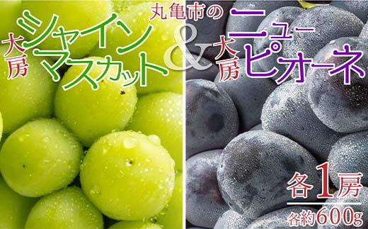 
                  丸亀市の大房シャインマスカット＆大房ニューピオーネ 各1房（各約600g） 果物 ぶどう フルーツ 果汁 甘い 濃厚 風味 種なし ジューシー 人気 セット 詰合せ  FAH-0063
                