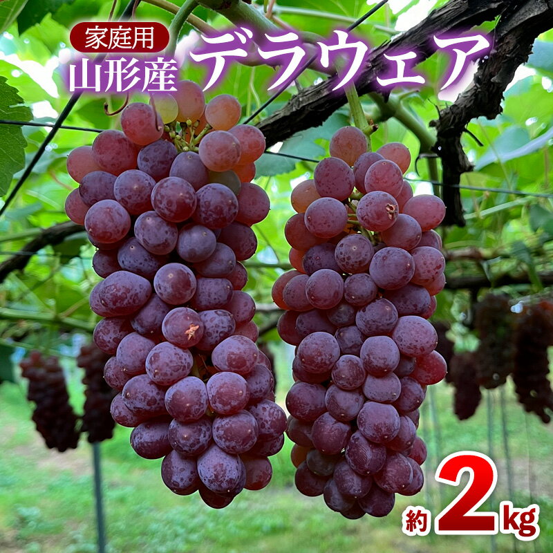 【ふるさと納税】【家庭用】デラウェア 約2kg 12〜16房 FZ26-730