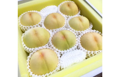 【先行予約】 とろける果肉とたっぷり果汁の岡山の白桃・清水白桃 1.5kg箱（約3個～6個） 【2026年7月下旬～8月上旬発送予定】／ 桃 もも モモ はくとう しみずはくとう 果物 くだもの フルーツ デザート 冷蔵