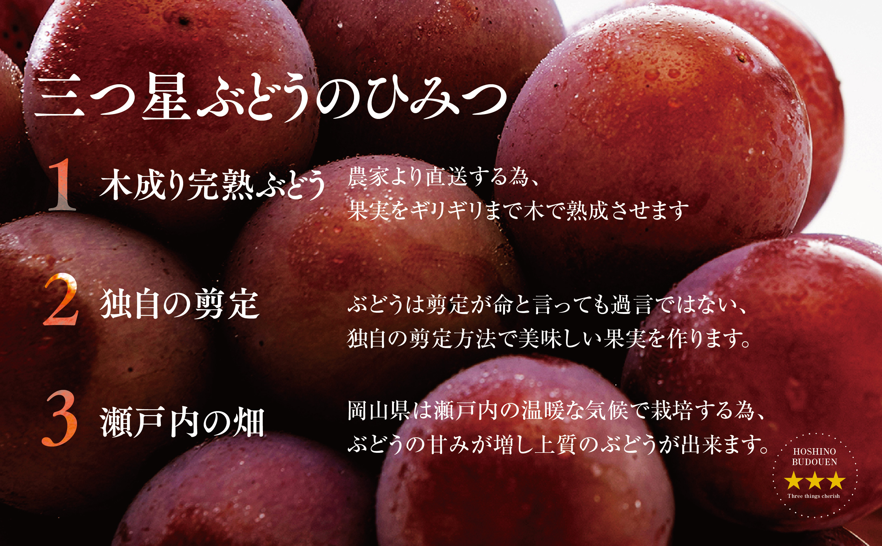 【三つ星ブランド】星乃クインニーナ 数量限定 2房〜3房(1.2kg以上)【配送不可地域：離島・北海道・沖縄県】【1601625】
