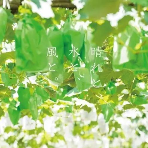 ぶどう 悟紅玉 旧ゴルビー 2房 合計1.0kg以上 岡山県産 ぶどう
