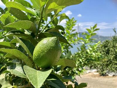 【レモン島から贈る】安心の国産グリーンレモン2.5kg 2025年10月下旬より発送予定