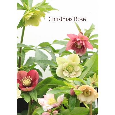 ふるさと納税 府中市 クリスマスローズのパイオニア　クリスマスローズ開花予定株お任せ2株セット |  | 01