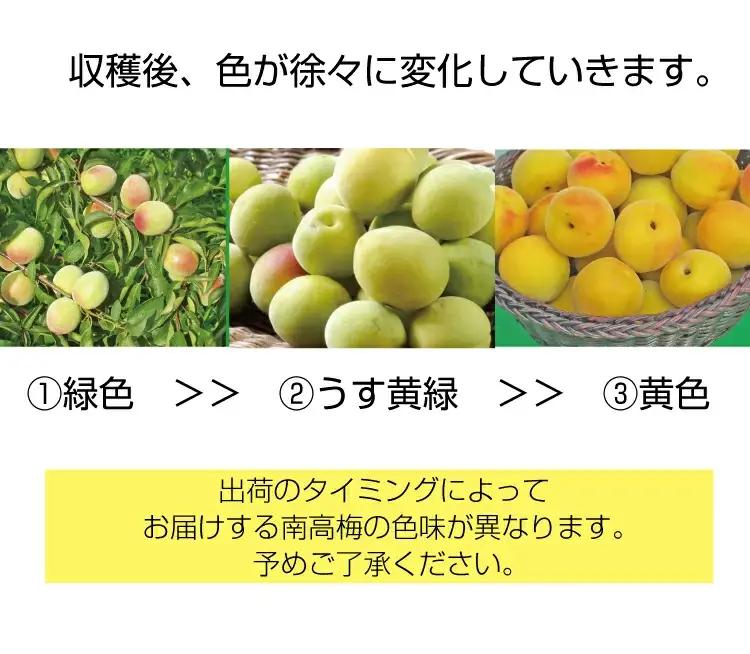 【梅干・梅酒用】（3Lまたは2L－10Kg）熟南高梅＜2026年6月上旬～7月7日発送予定＞【ART06】 梅 梅干し ウメ 青梅 生梅 梅シロップ フルーツ 果物 くだもの 食品 人気 おすすめ 送