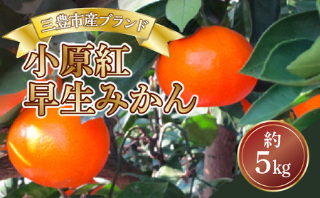 三豊市産ブランド曽保みかん【小原紅早生 約5ｋｇ】【配送不可地域：北海道・沖縄県・離島】フルーツ ふるーつ 果物 くだもの 三豊市_M64-0014