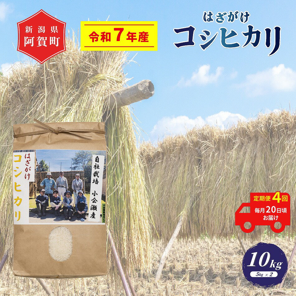 【ふるさと納税】 ＜定期便4回＞ 米 10kg 新潟県産 コシヒカリ はざ掛け 天日干し 令和7年産 越後奥阿賀産 5kg×2袋 | 小会瀬 はざがけ こしひかり 一等米 送料無料 お取り寄せ お米 白米 精米